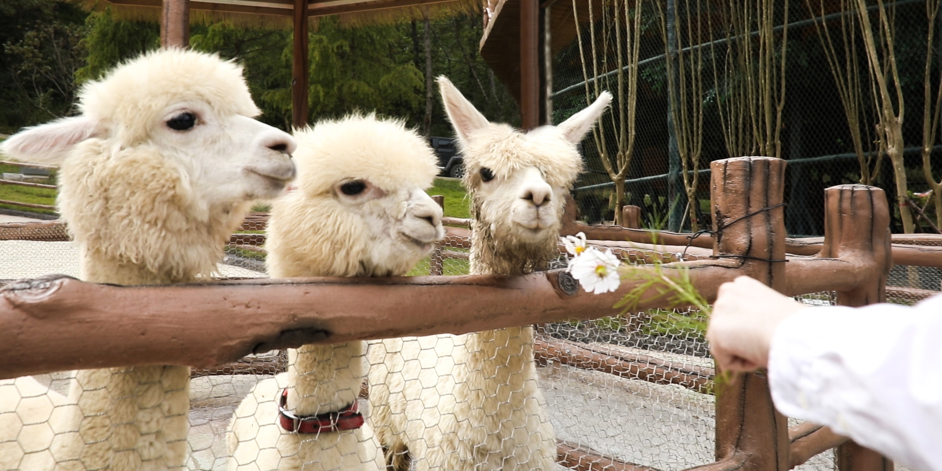 -浙江鵬鳴游樂設(shè)備有限公司