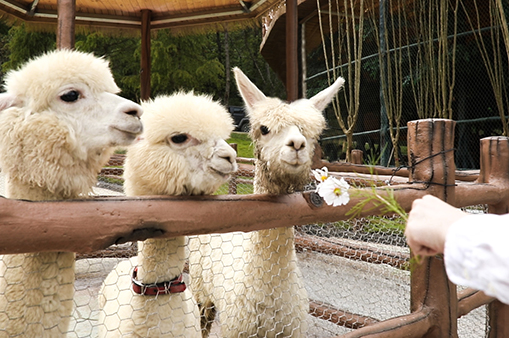 萌寵樂(lè)園-浙江鵬鳴游樂(lè)設(shè)備有限公司